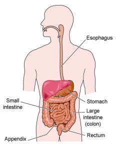 Gastric System